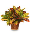 Codiaeum Variegatum